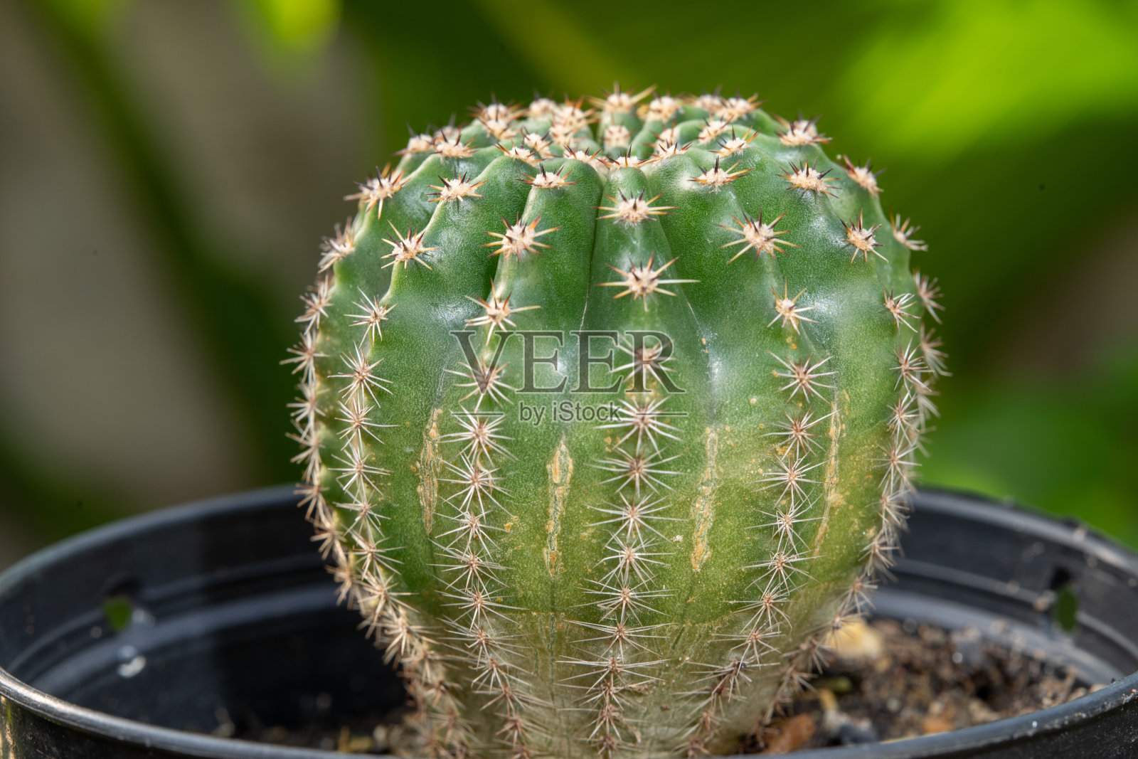 宏伟的仙人掌花在美丽的苗圃里盛开。仙人掌与花，在一个棕色的花盆上的自然背景。照片摄影图片