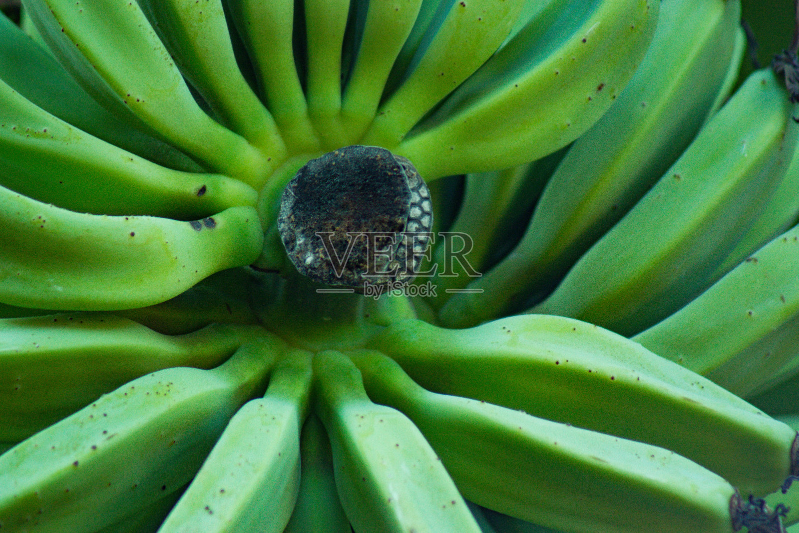 香蕉木棉照片摄影图片