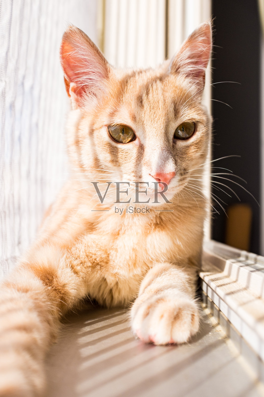 躺在阳光下照片摄影图片