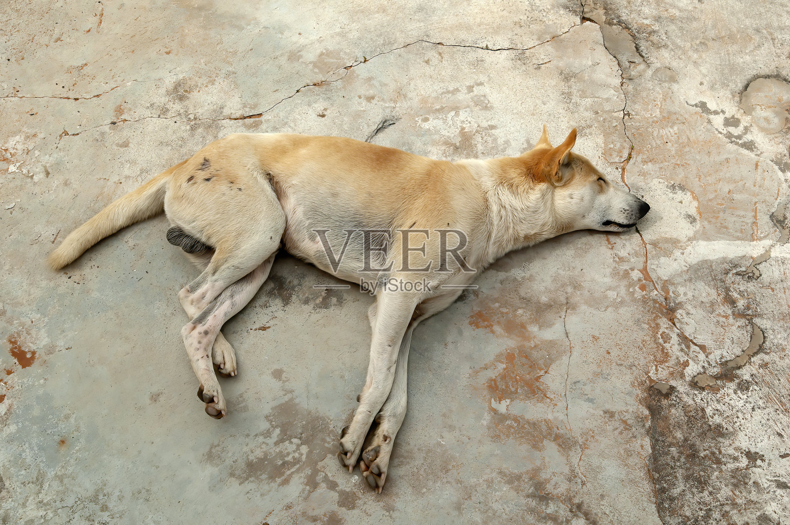 狗在地上睡觉照片摄影图片