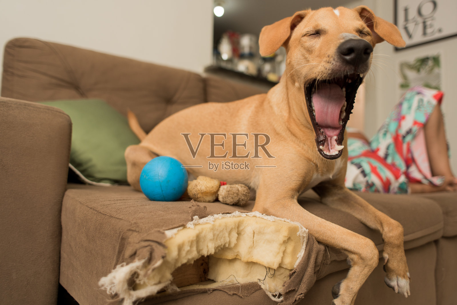 睡狗在沙发上照片摄影图片