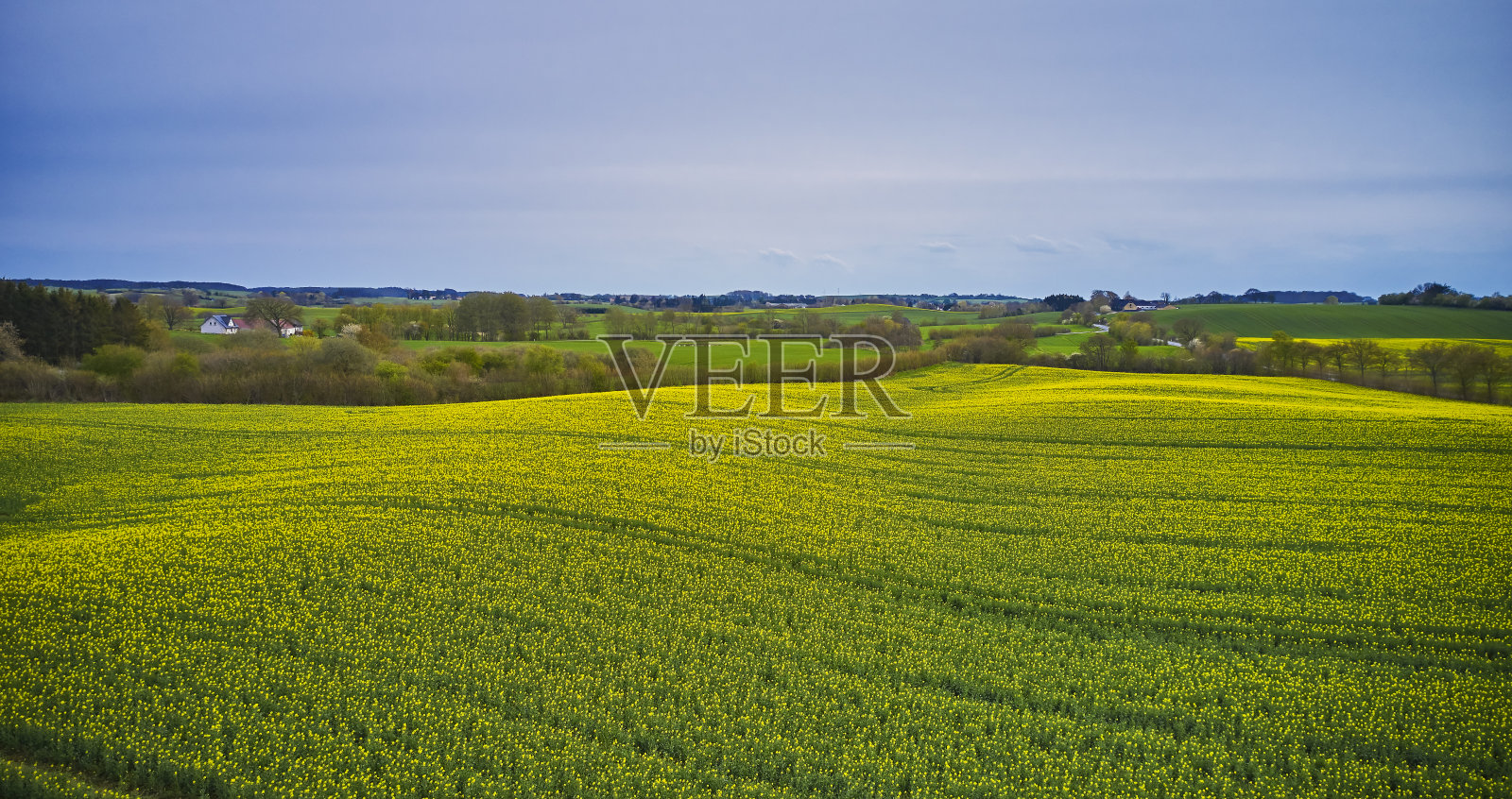 从上面看油菜田照片摄影图片