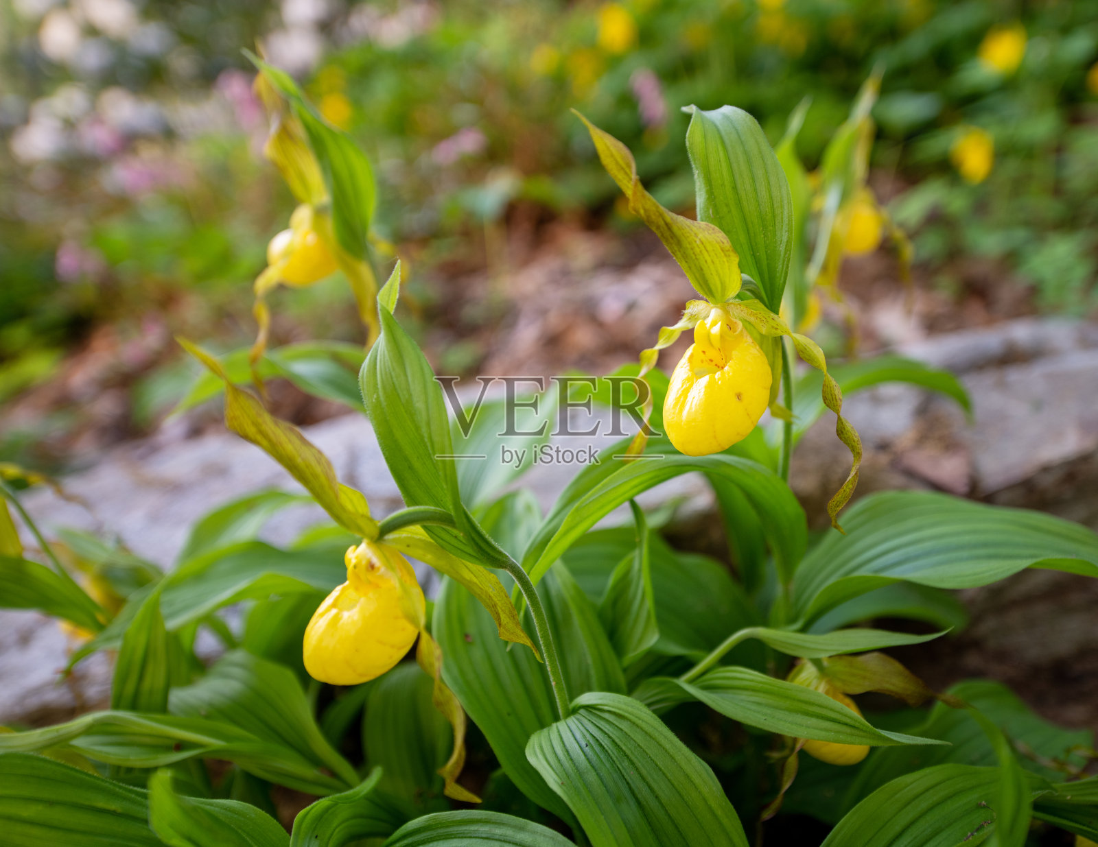 黄女士拖鞋兰花照片摄影图片