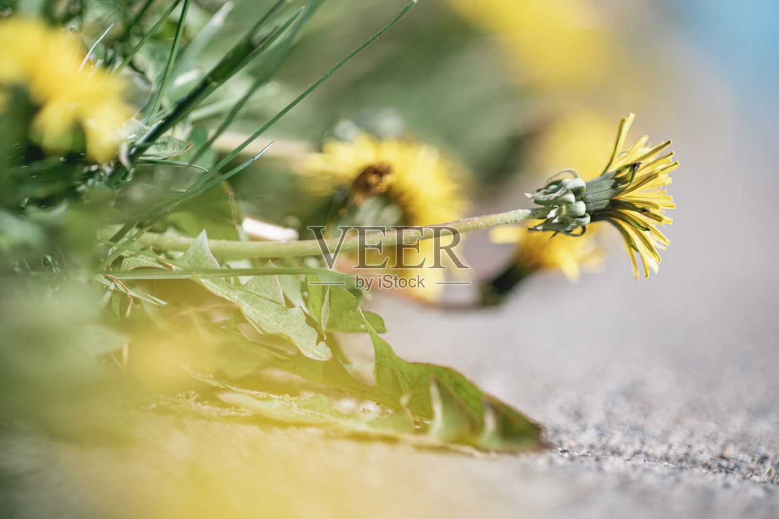 Pissenlit盛开。照片摄影图片