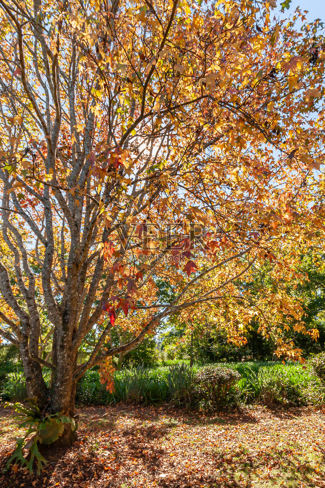 秋天的树照片摄影图片