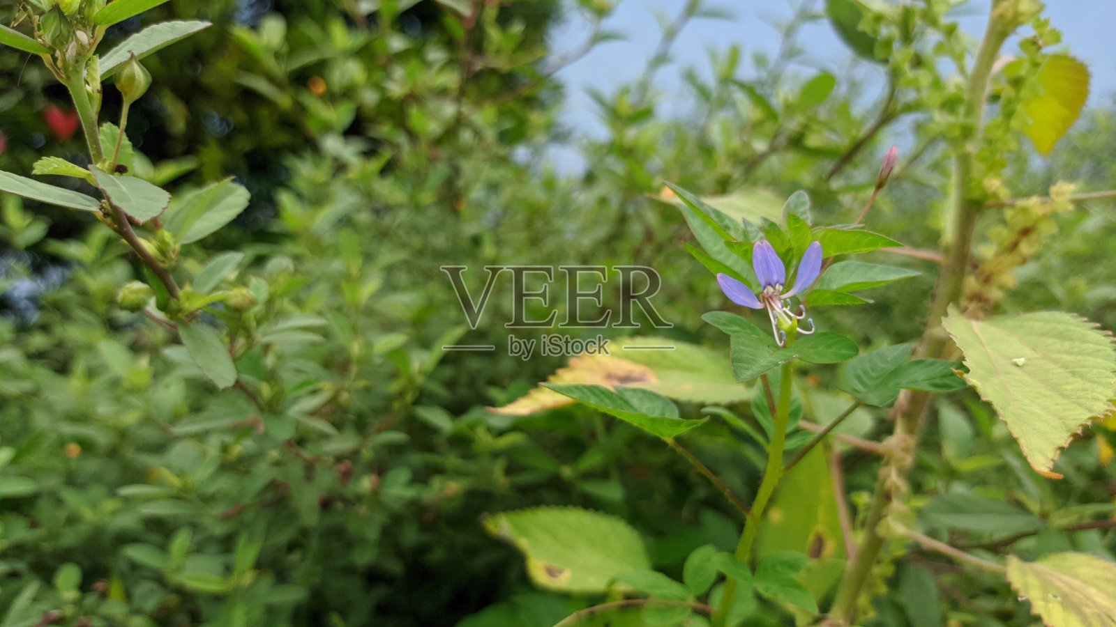 紫色的花照片摄影图片