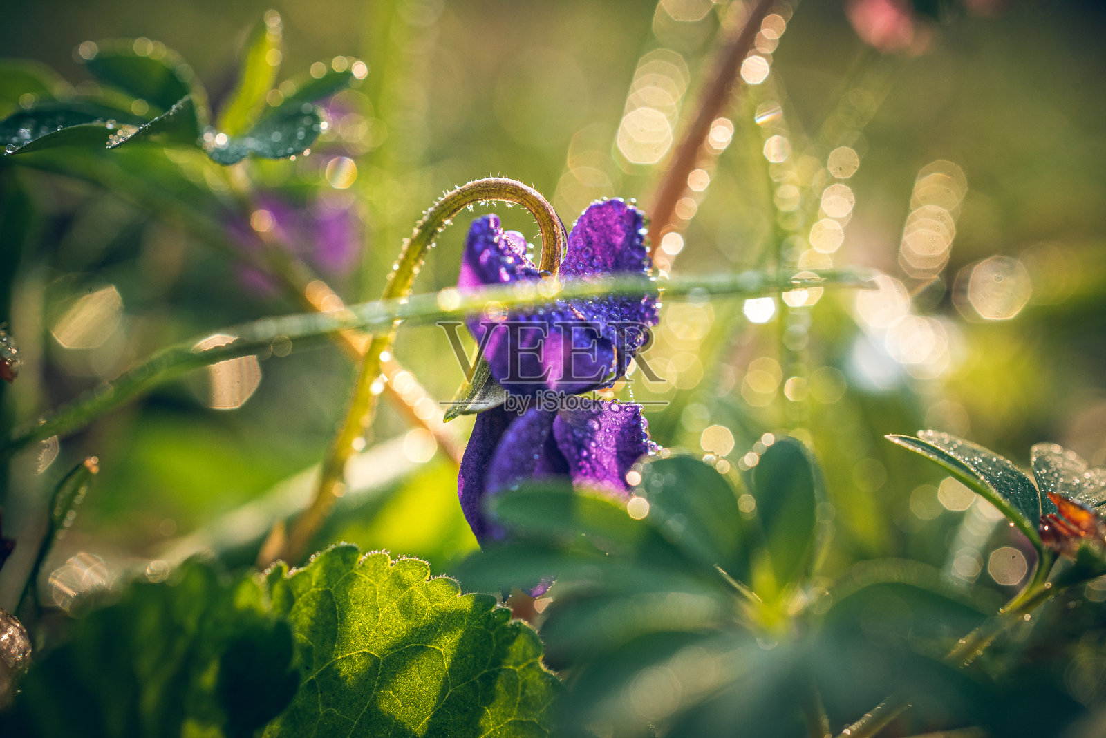 野花照片摄影图片