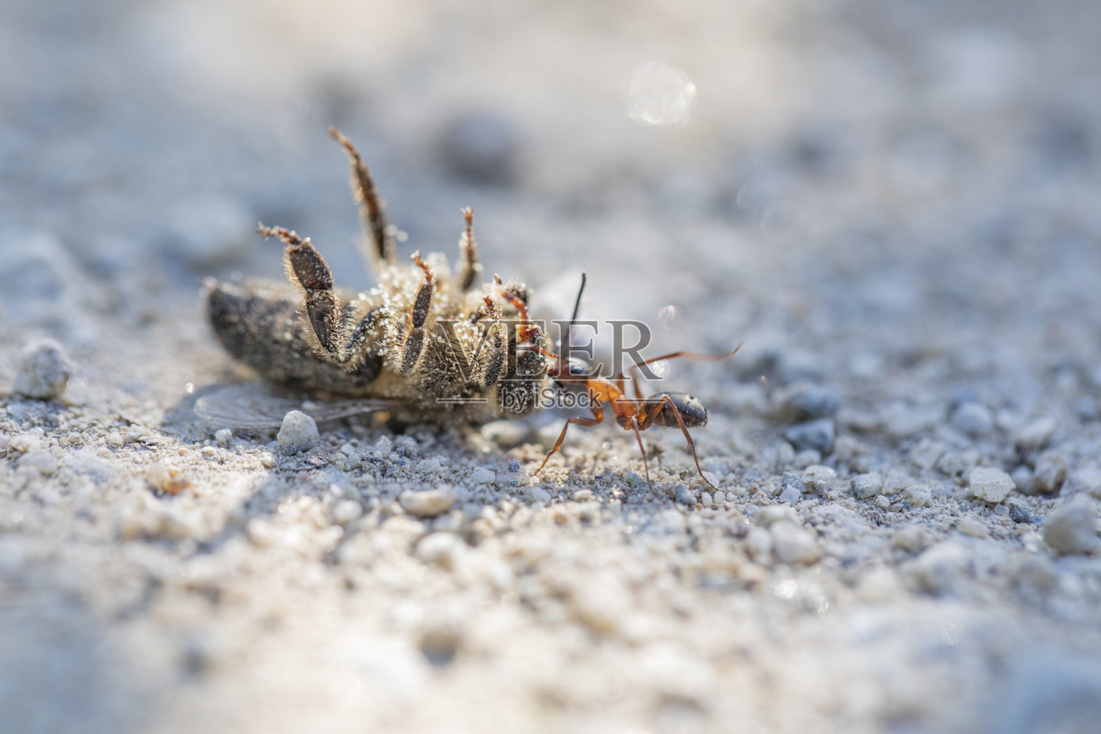 蚂蚁叼着一只死去的蜜蜂照片摄影图片