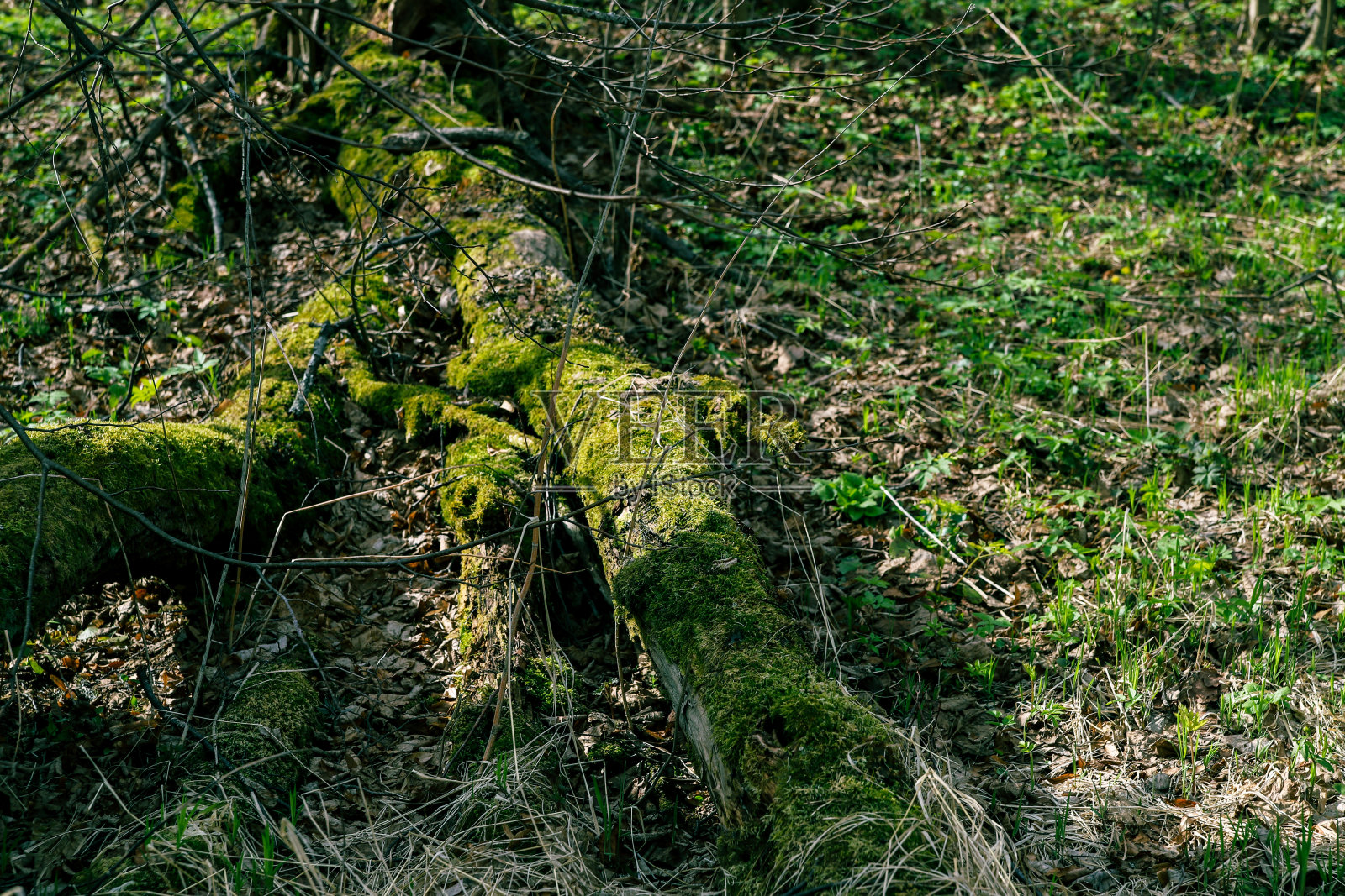 春天的森林里，一根长满青苔的原木躺在地上照片摄影图片