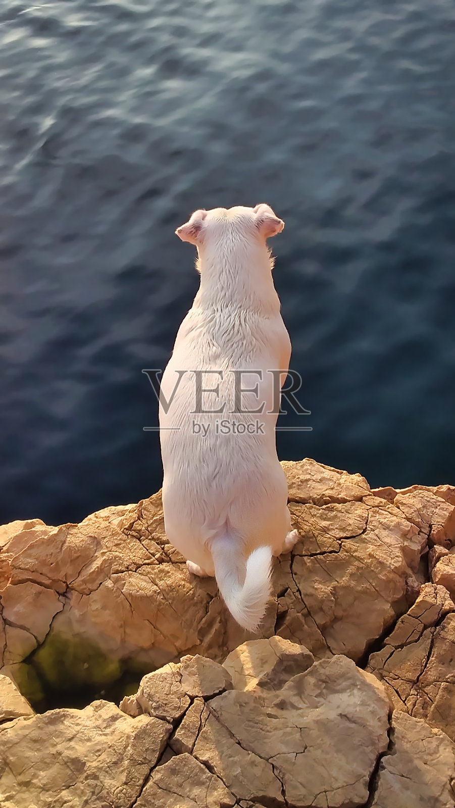 又小又可爱的白色狗从岩石上看着大海。照片摄影图片