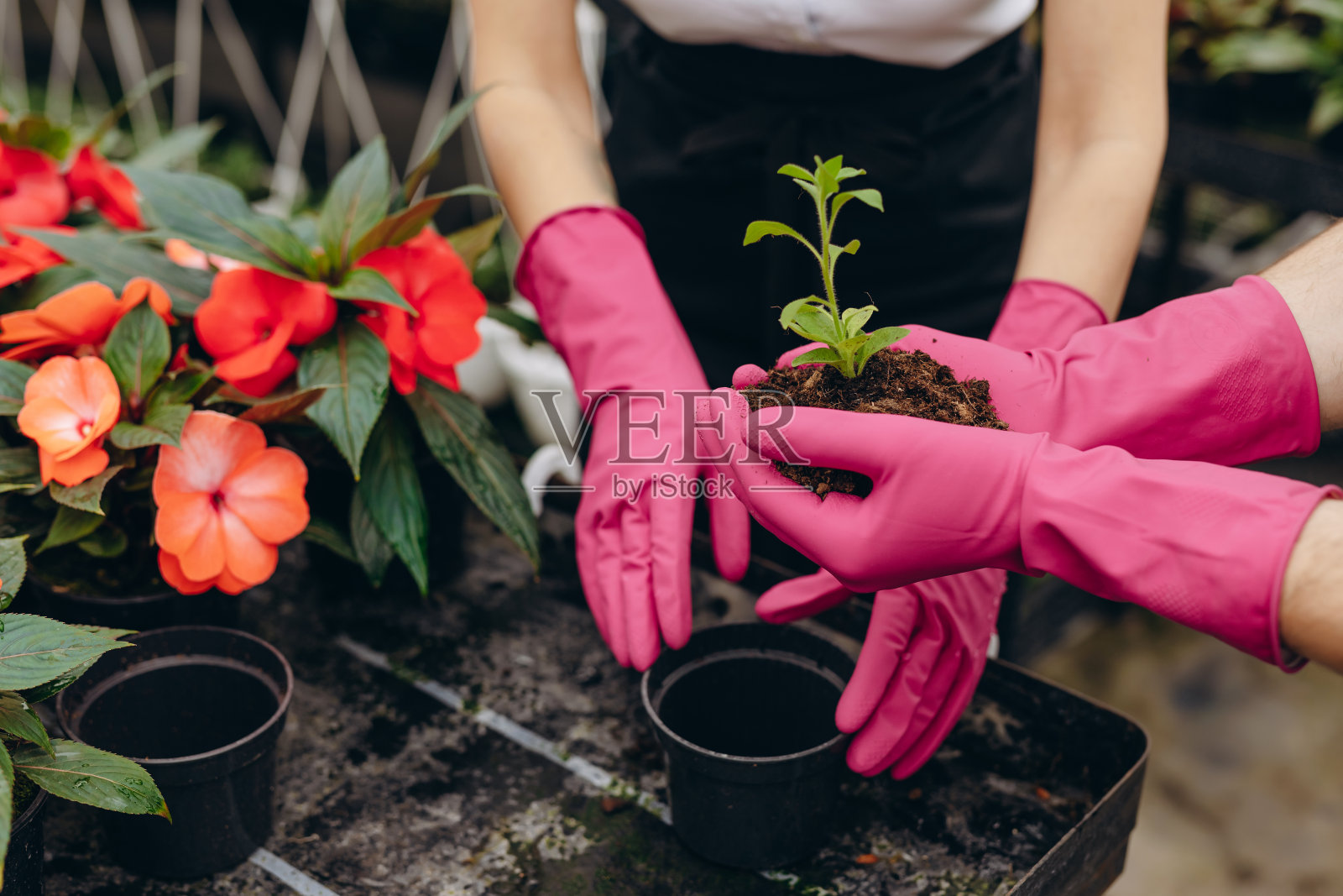 花匠在温室里种花的照片。照片摄影图片