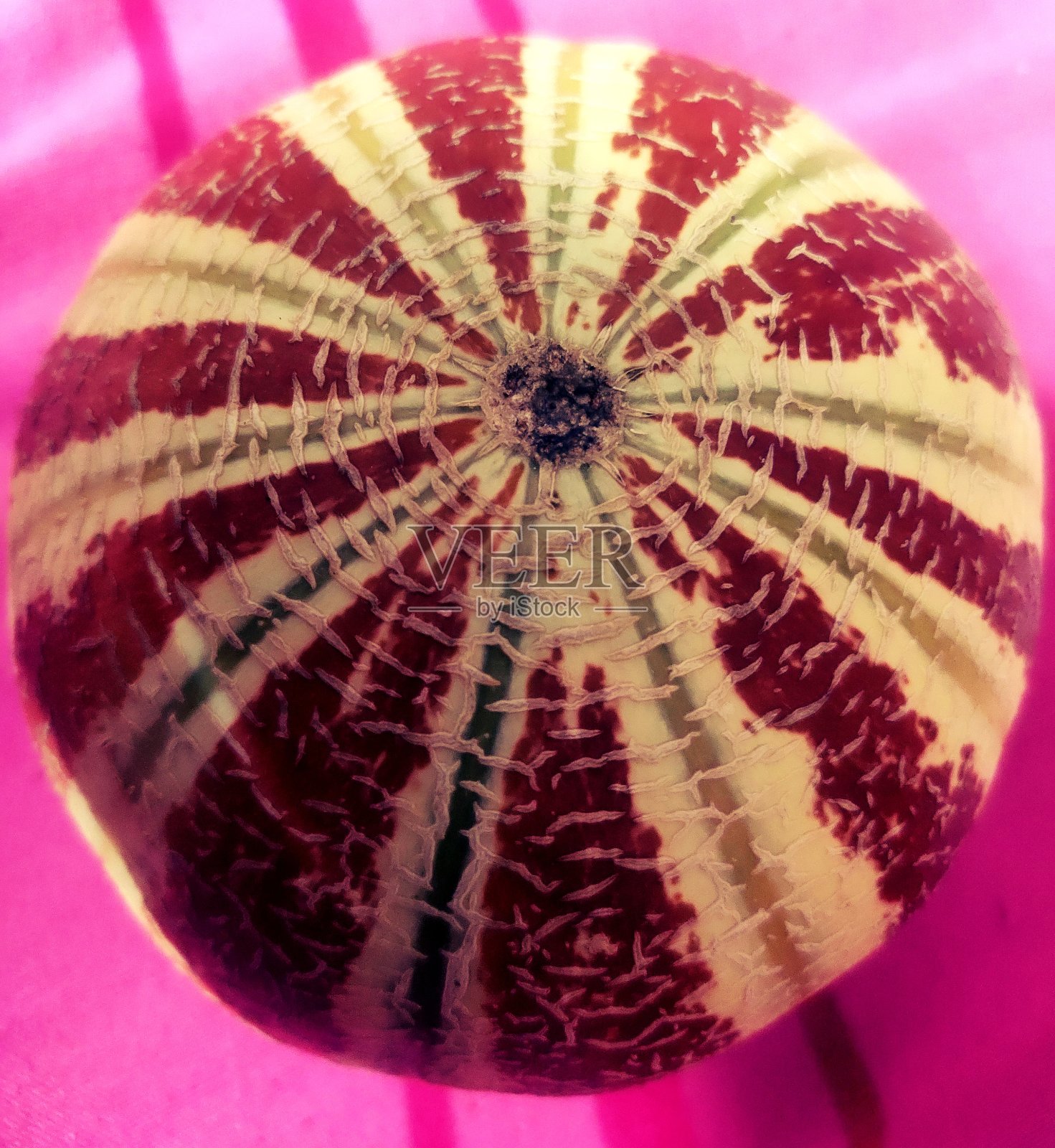 甜瓜照片摄影图片