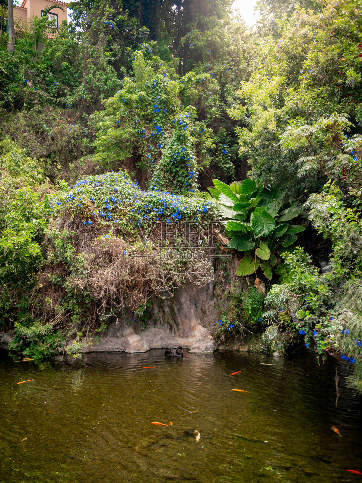 美丽的亚洲传统花园，锦鲤鱼池和盛开的鲜花照片摄影图片
