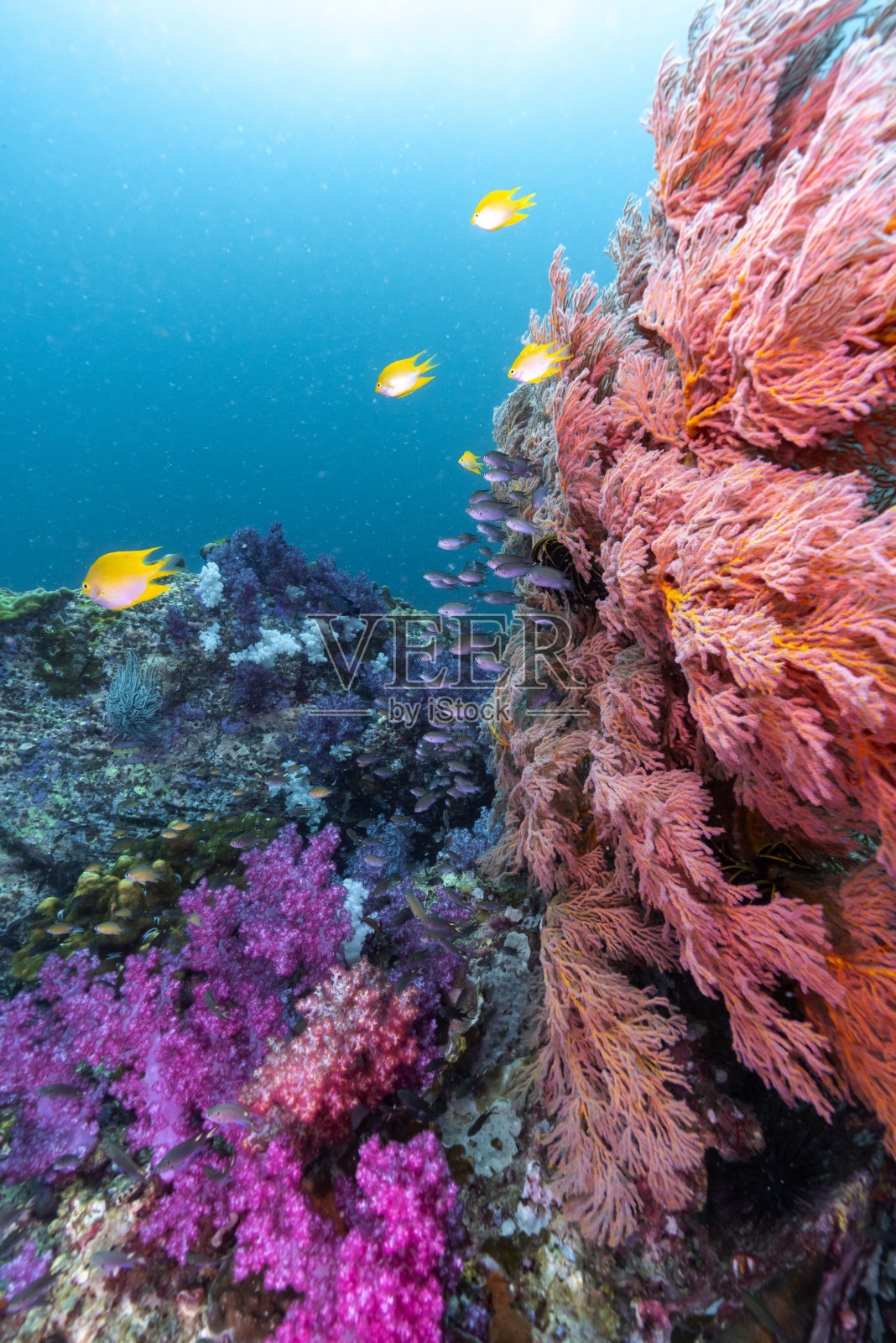里皮岛的彩色软珊瑚和海扇照片摄影图片