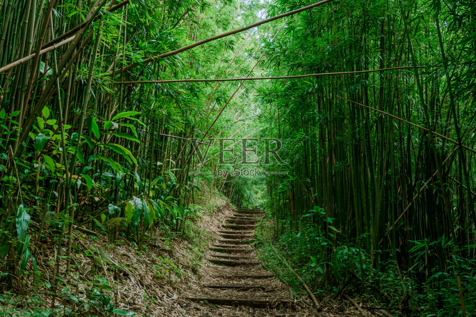 竹林，莫雷卡小径，坦塔罗斯，檀香山，瓦胡岛，夏威夷照片摄影图片