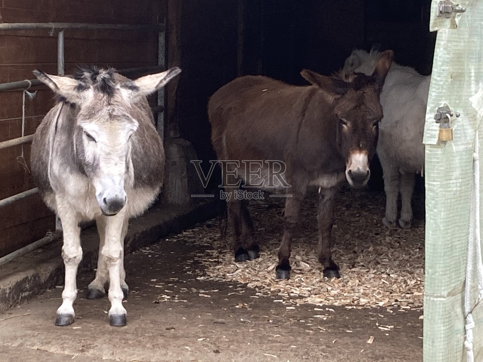 寒冷天气下的农场生活照片摄影图片