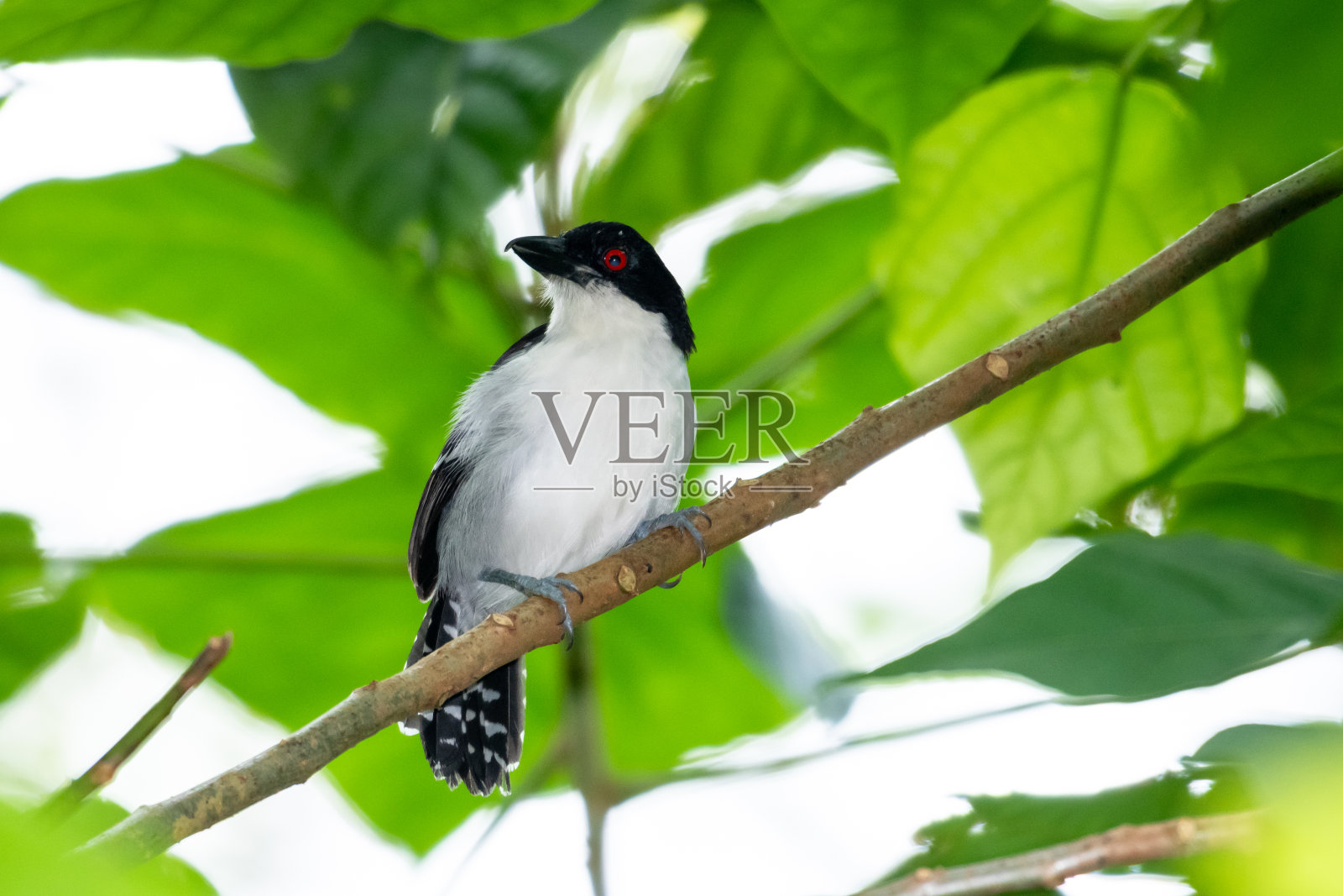 一只栖息在有树叶的树上的大蚁鸟(大蚁鸟)。照片摄影图片