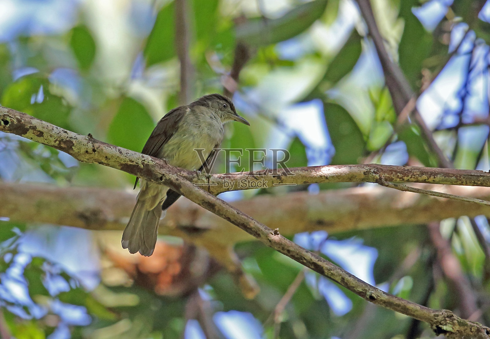 Buff-vented夜莺照片摄影图片