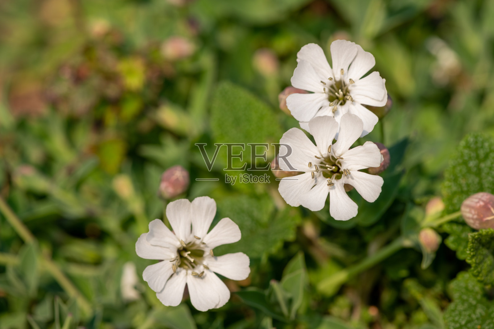 海剪秋草(silene uniflora)花照片摄影图片