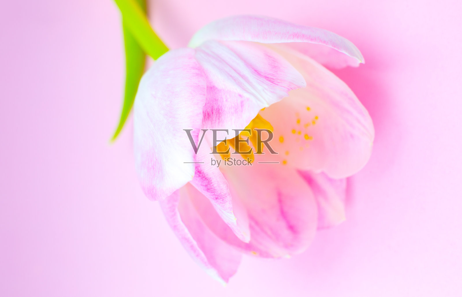 粉红色背景上的粉红色郁金香。祝贺母亲节或国际妇女节的明信片。极简主义，美丽的自然壁纸。春天的花。照片摄影图片