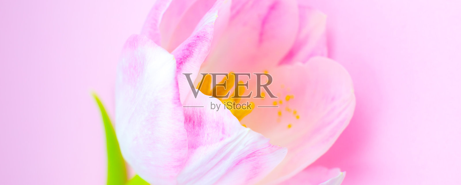 粉红色背景上的粉红色郁金香。祝贺母亲节或国际妇女节的明信片。极简主义，美丽的自然壁纸。春天的花。照片摄影图片