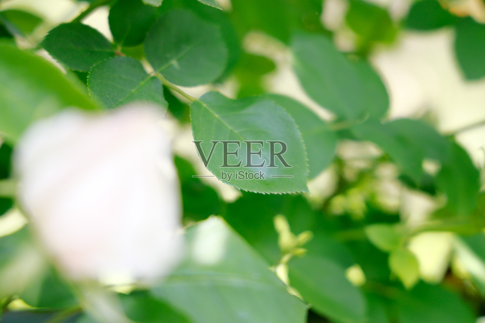 鲜艳鲜艳的玫瑰盛开了照片摄影图片