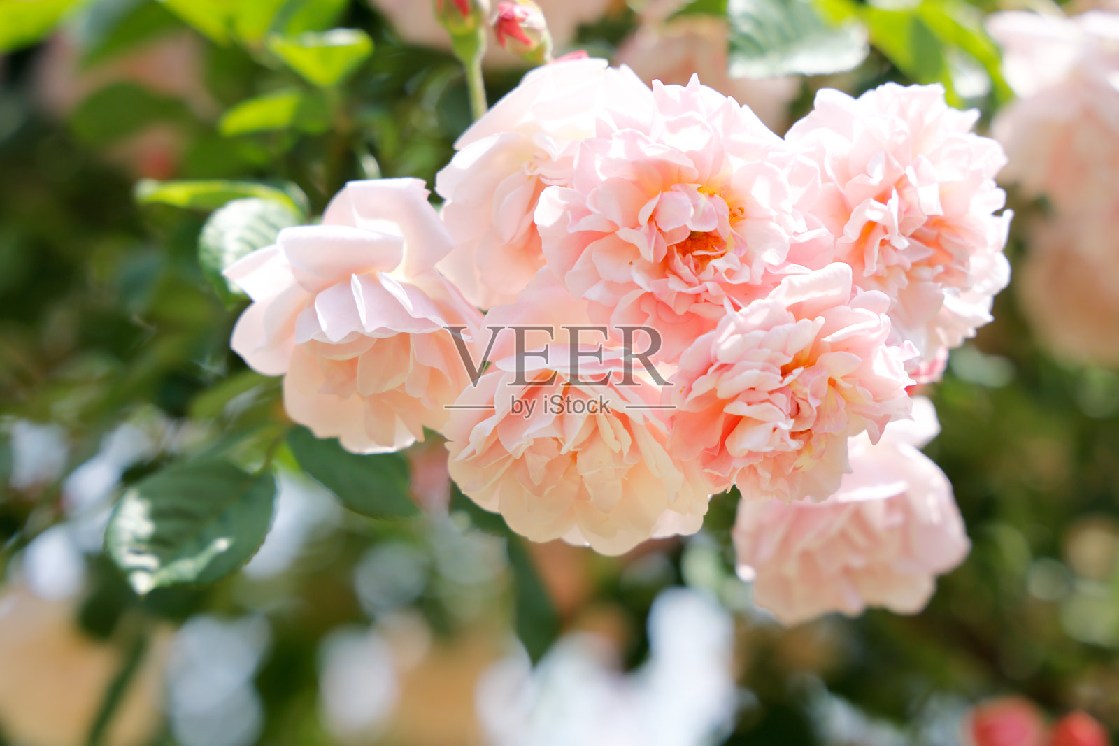 鲜艳鲜艳的玫瑰盛开了照片摄影图片