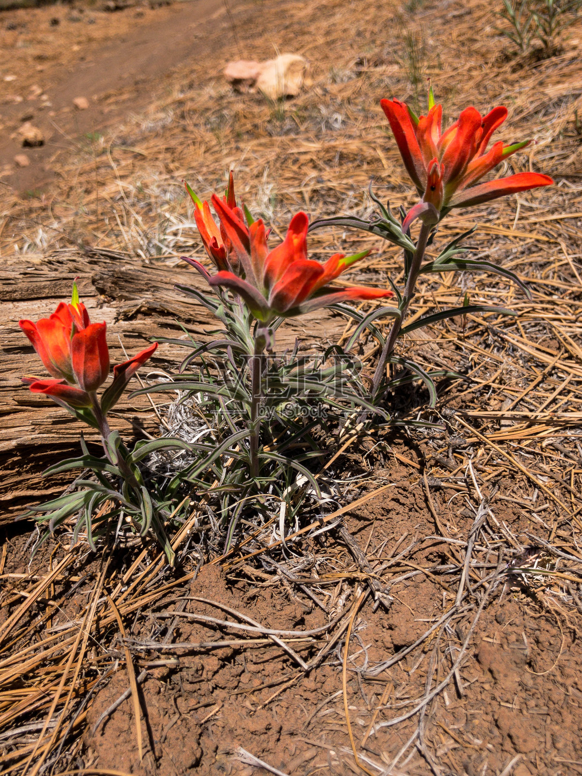 火焰草照片摄影图片