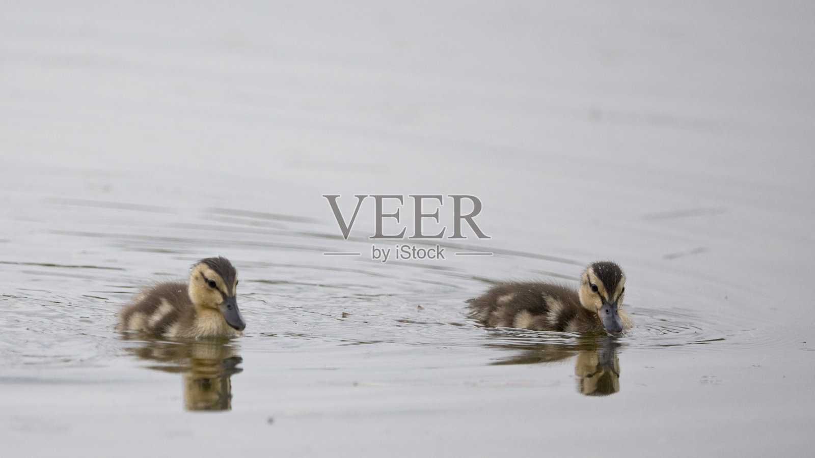 英国北约克郡春天的野鸭照片摄影图片