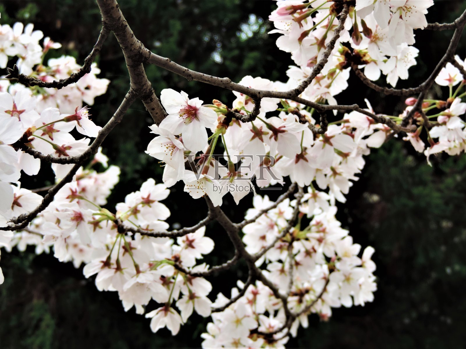 日本。3月。樱花开花。照片摄影图片