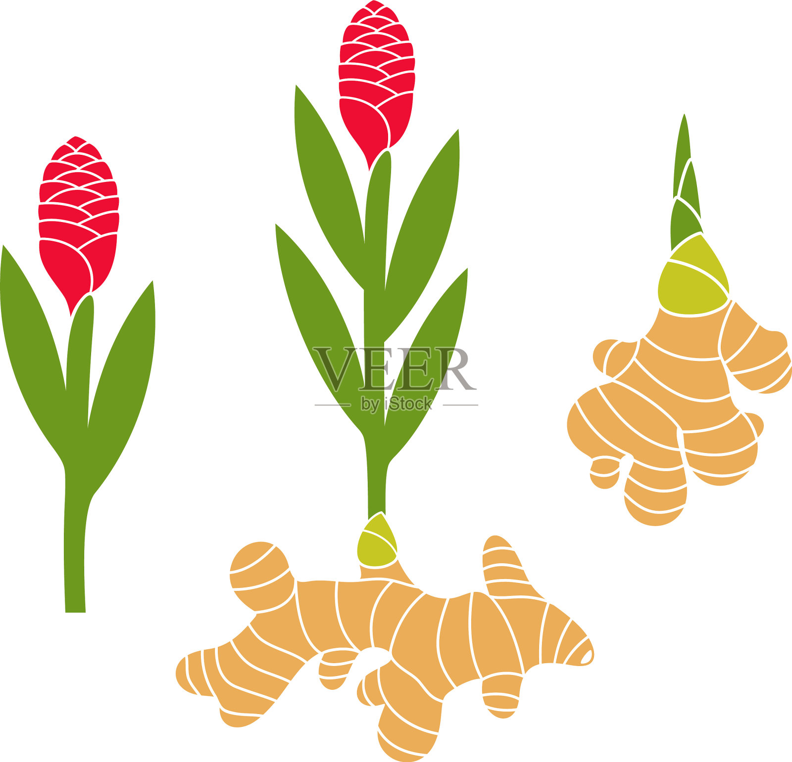 姜设计元素图片