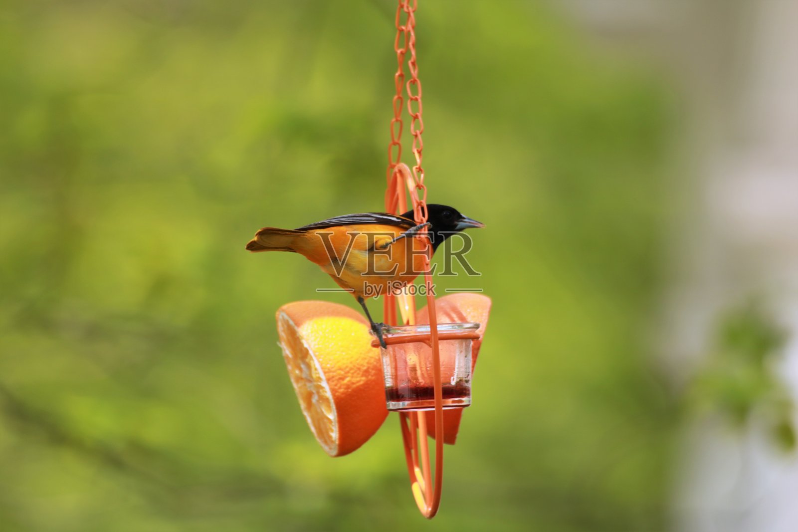 黄鹂照片摄影图片