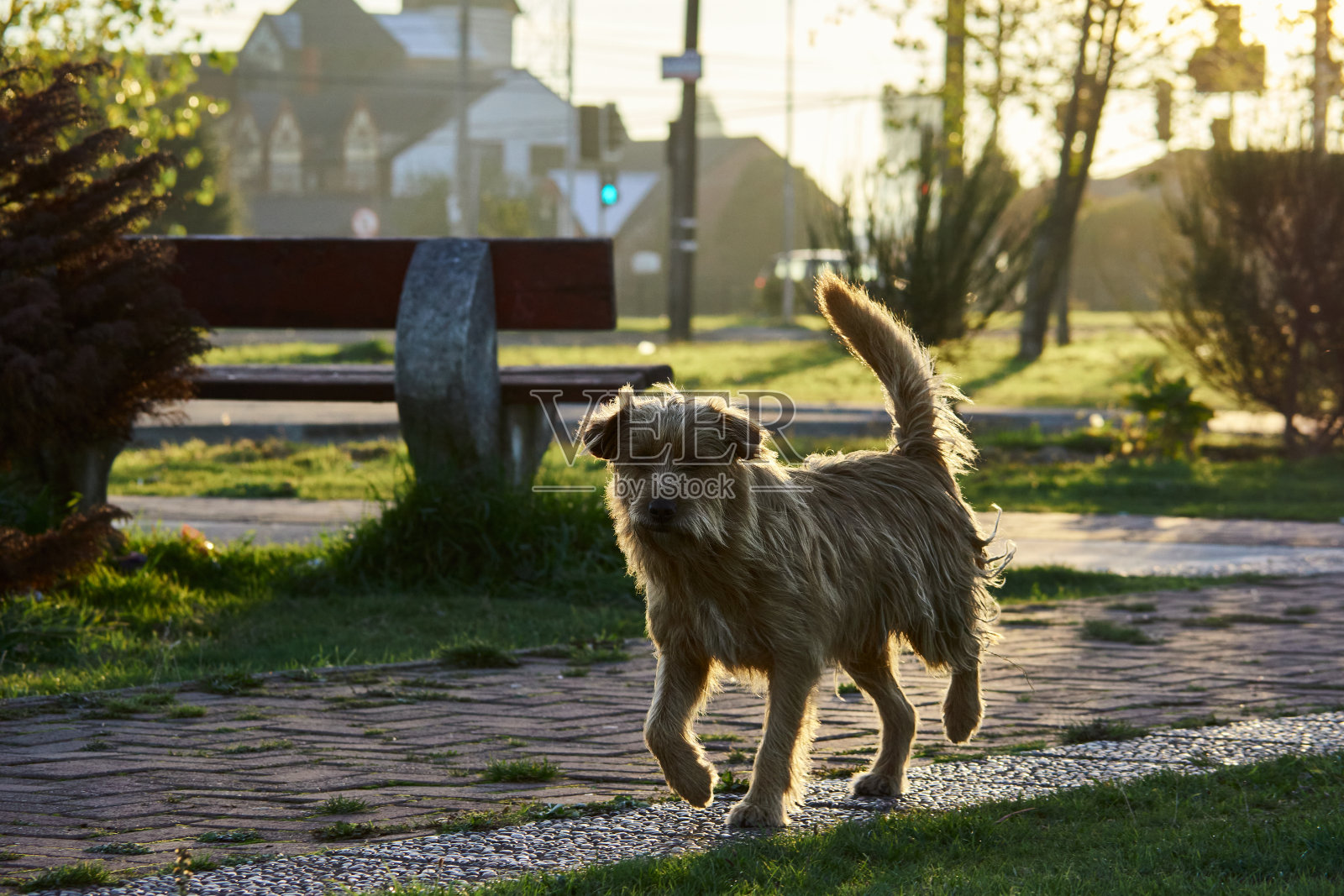 狗肖像照片摄影图片