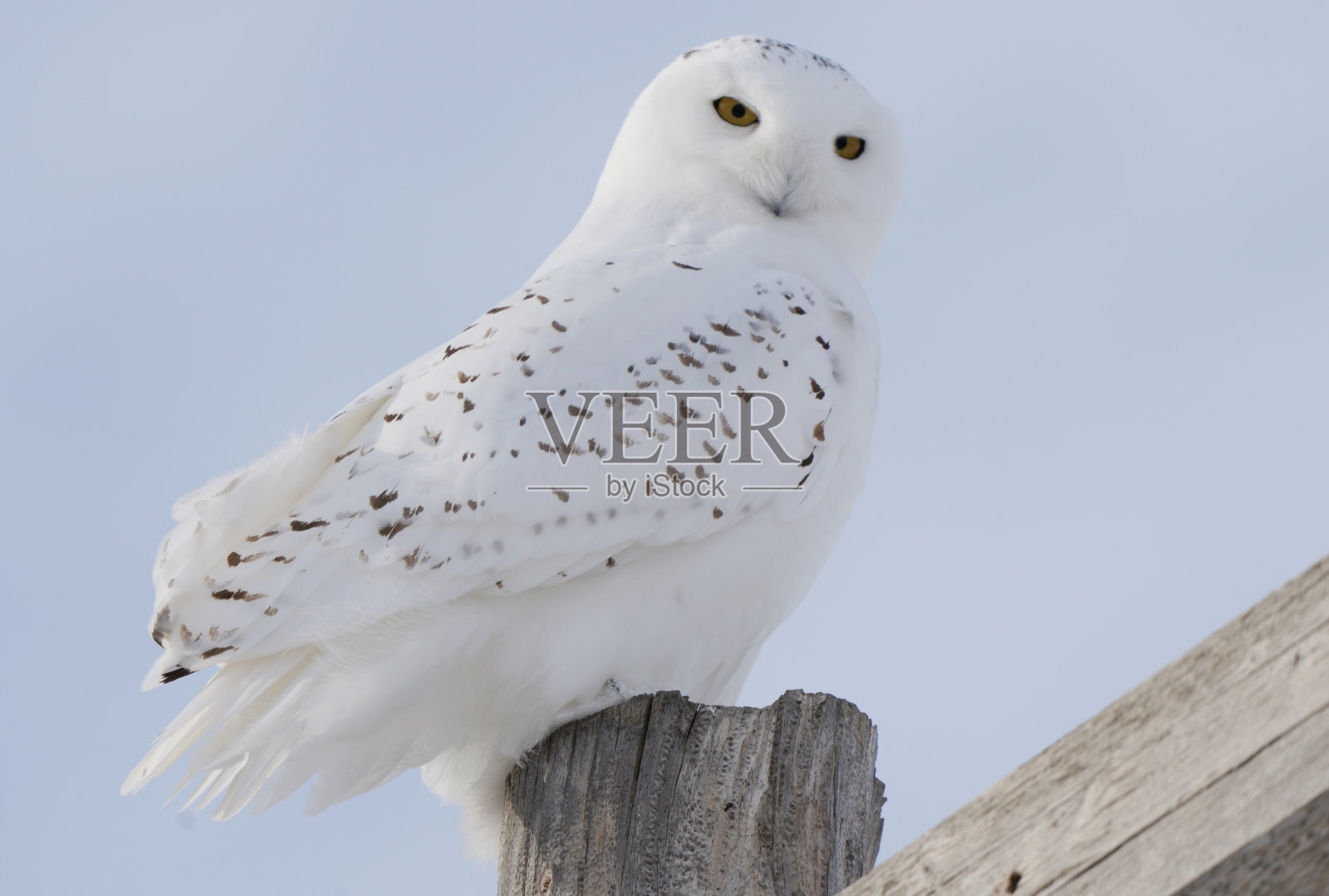 冬天的雪鸮照片摄影图片