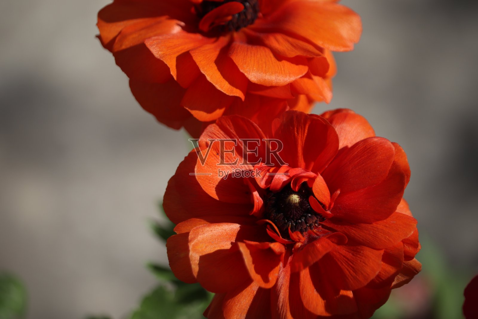 春天的花朵照片摄影图片