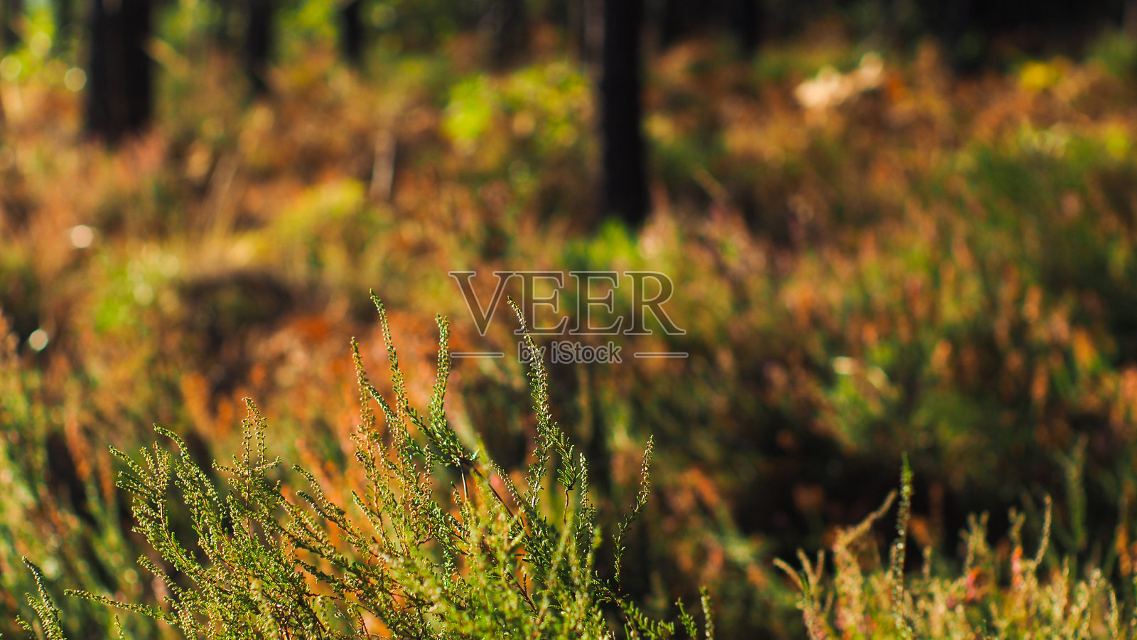 森林旁边的荒地照片摄影图片