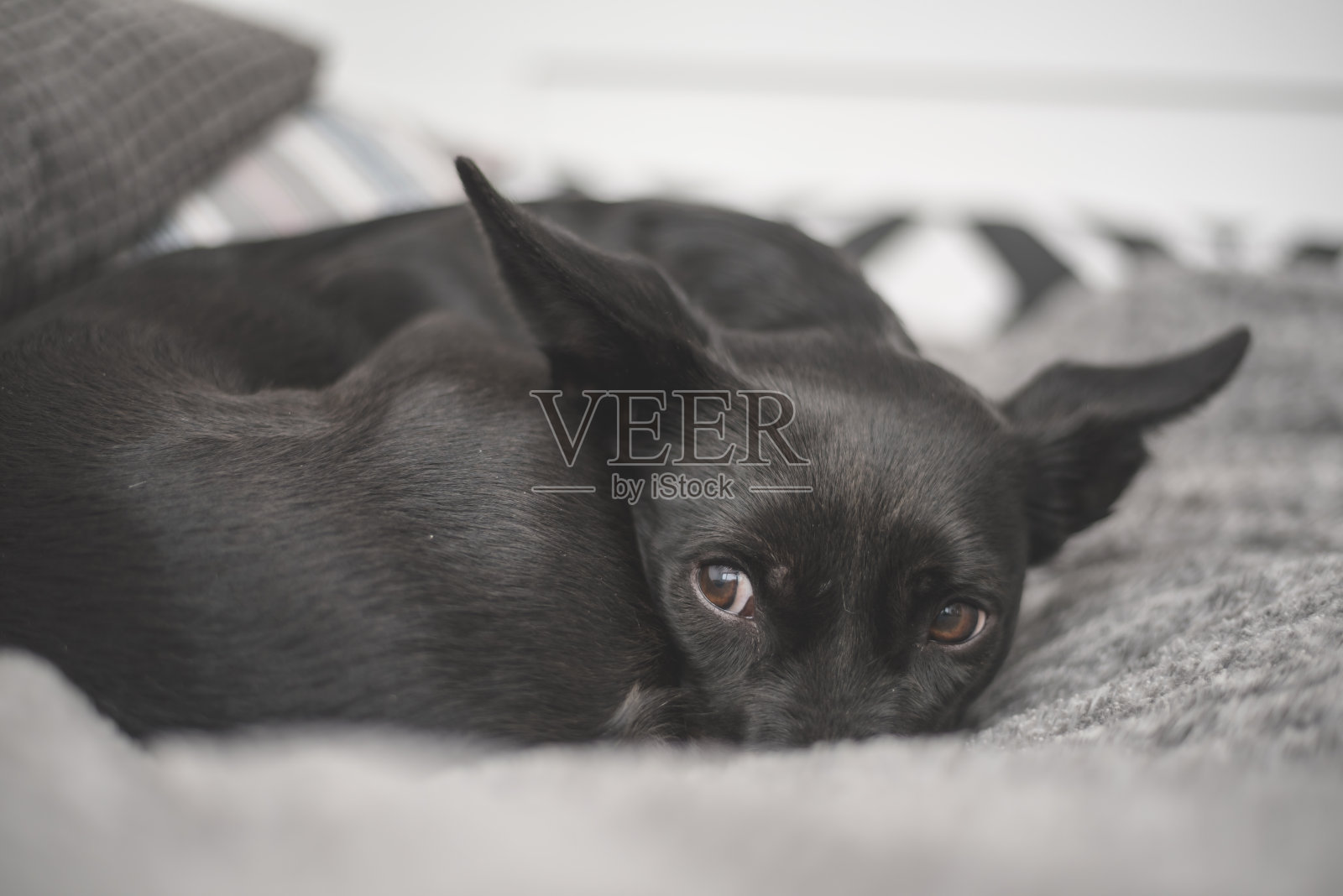 眼睛悲伤的黑狗-被虐待的救援狗找到了一个新的家照片摄影图片