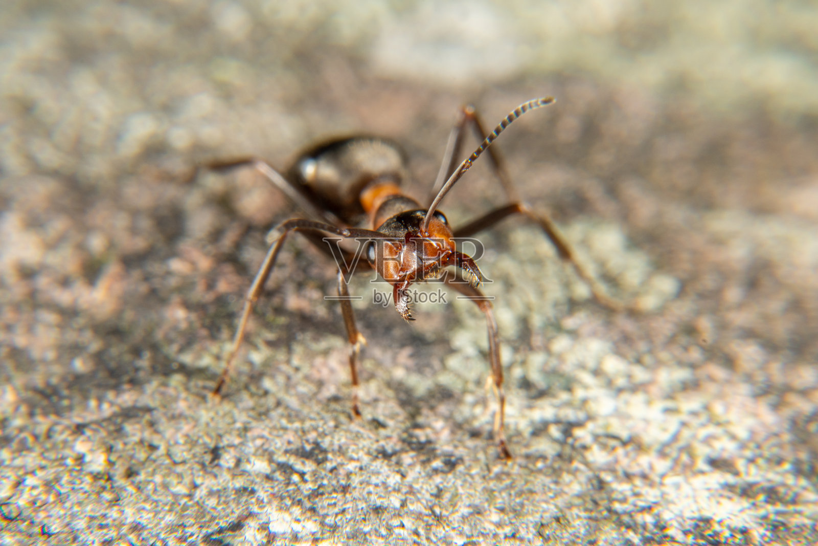 红色的木蚁照片摄影图片