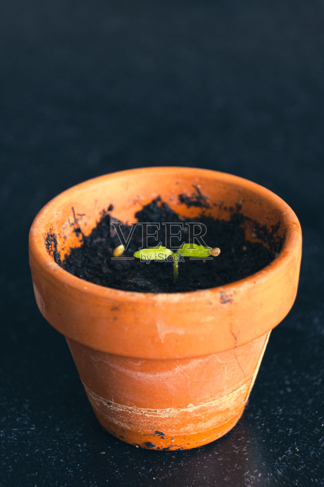 特写的小棕色花盆与生长的种子照片摄影图片