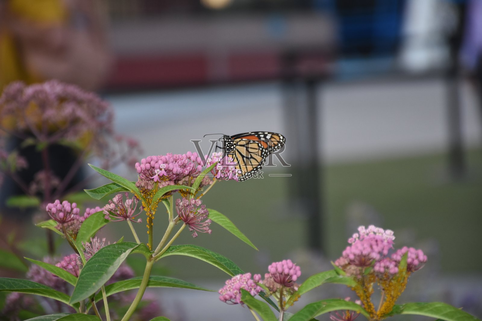 黑脉金斑蝶照片摄影图片