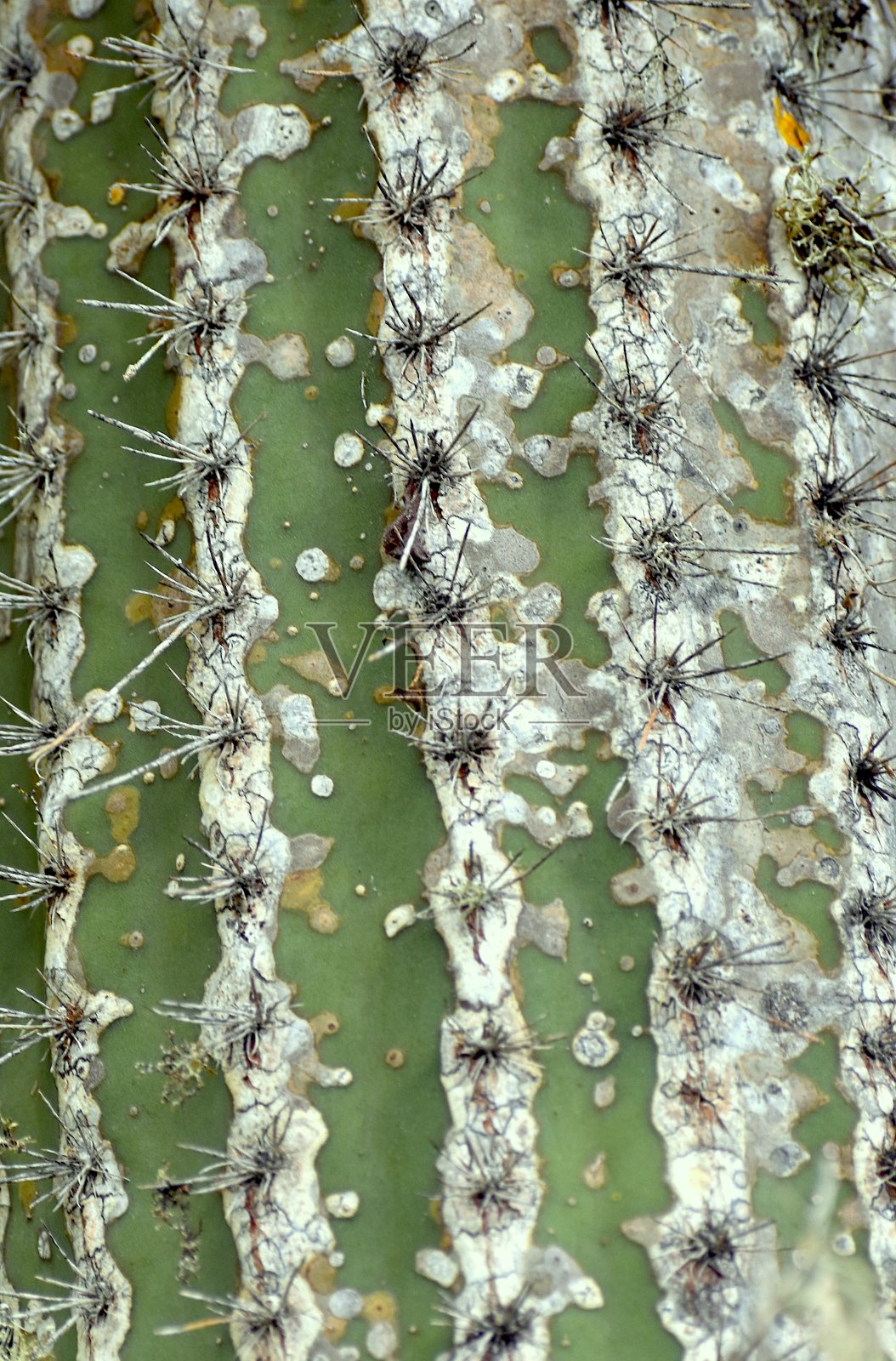 仙人掌模式照片摄影图片