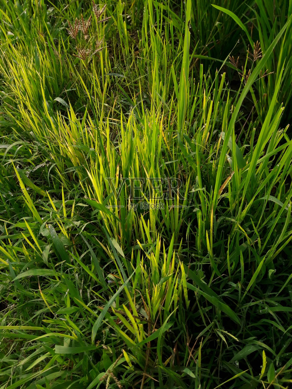 漂亮的绿色草坪/草地其他绿色草地的图像。照片摄影图片