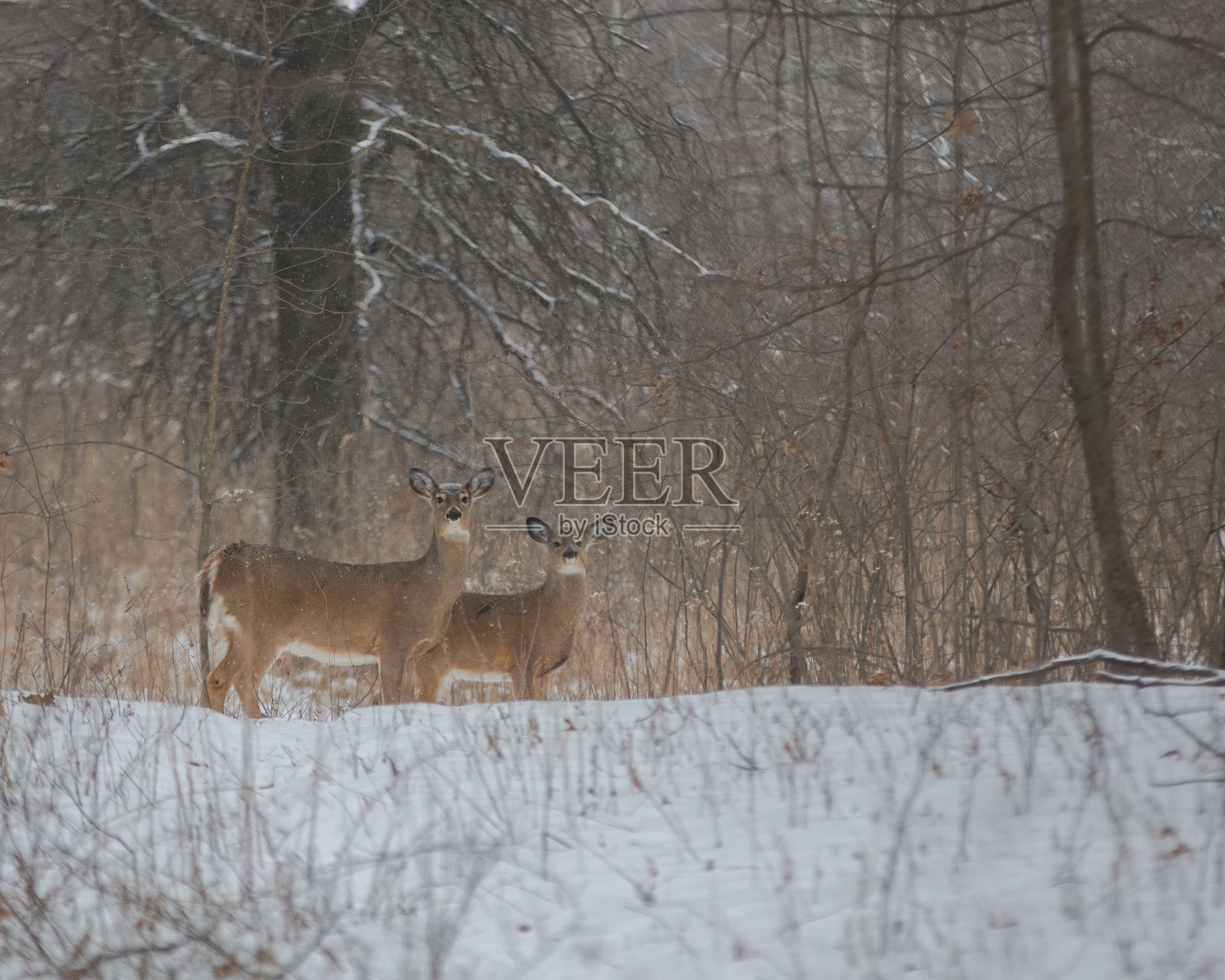 冬天森林里警惕的鹿照片摄影图片