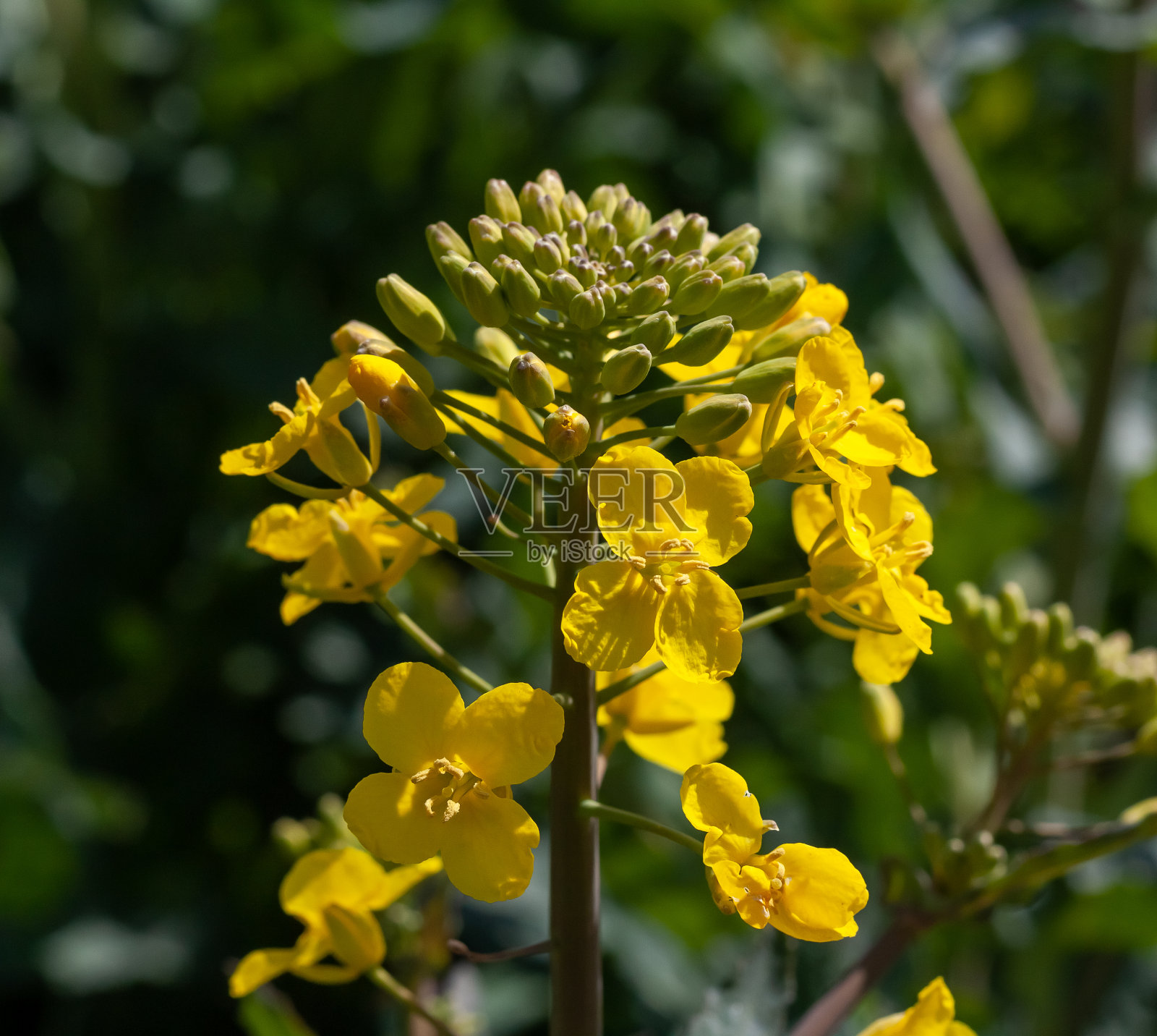 一个黄色的油菜花在田间的特写照片摄影图片