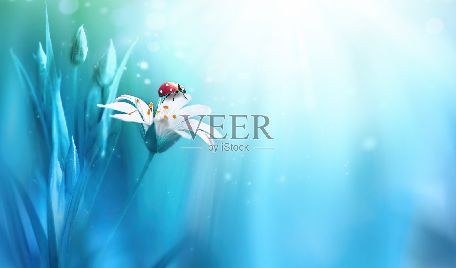 令人惊讶的美丽柔软优雅的白色花与芽和瓢虫在蓝色的背景射线。插画图片素材