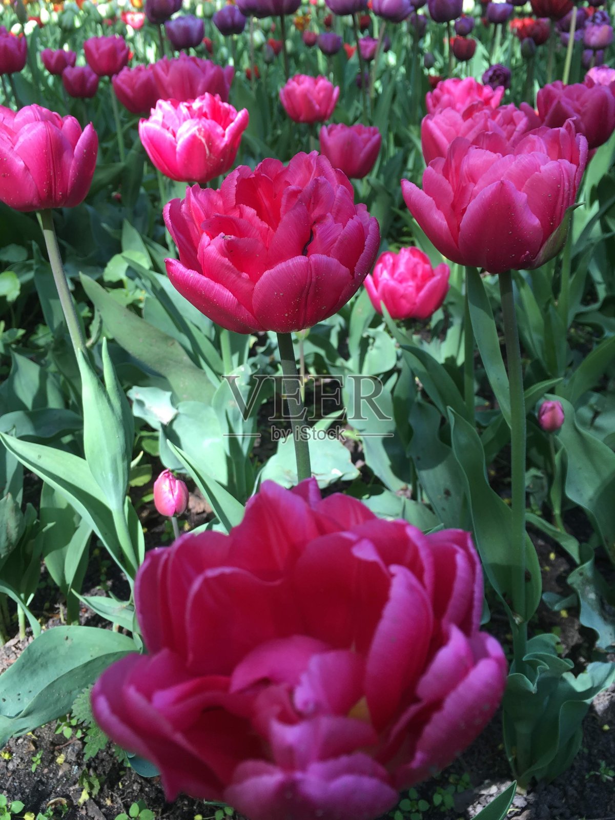 在中央公园的文化和休息在圣彼得堡埃拉金岛的郁金香节照片摄影图片