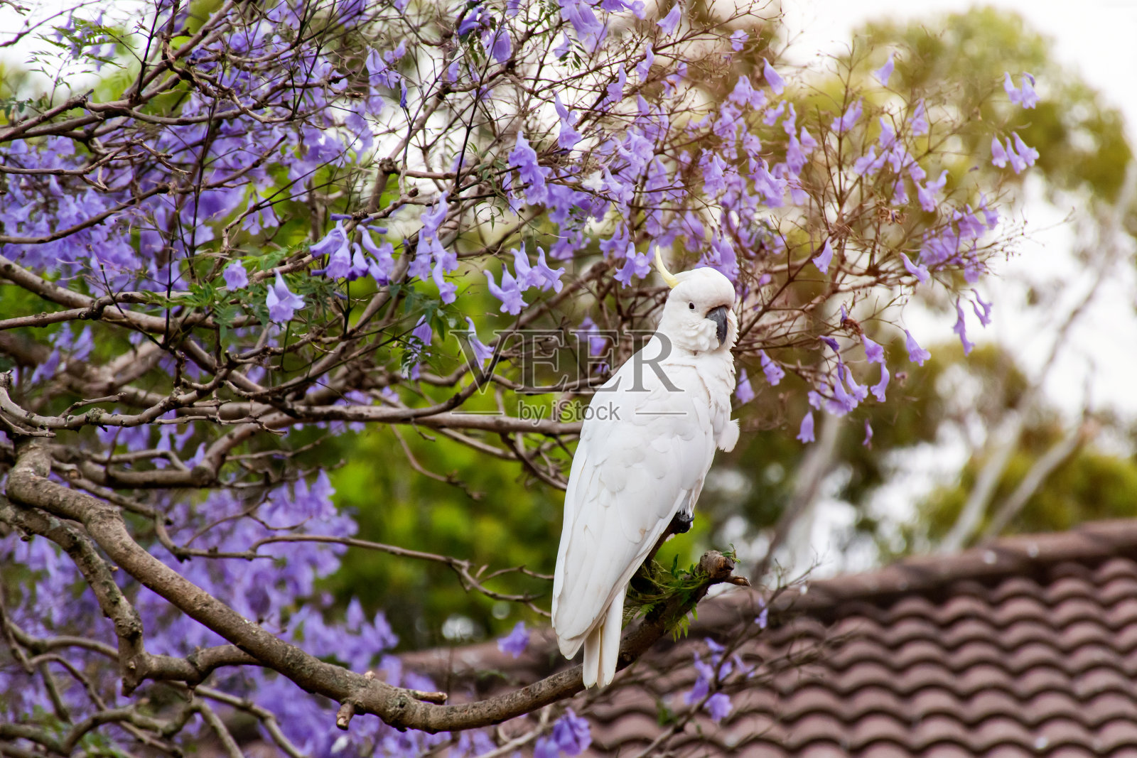 硫冠凤头鹦鹉坐在蓝花楹树上，盛开着美丽的紫色花朵。照片摄影图片