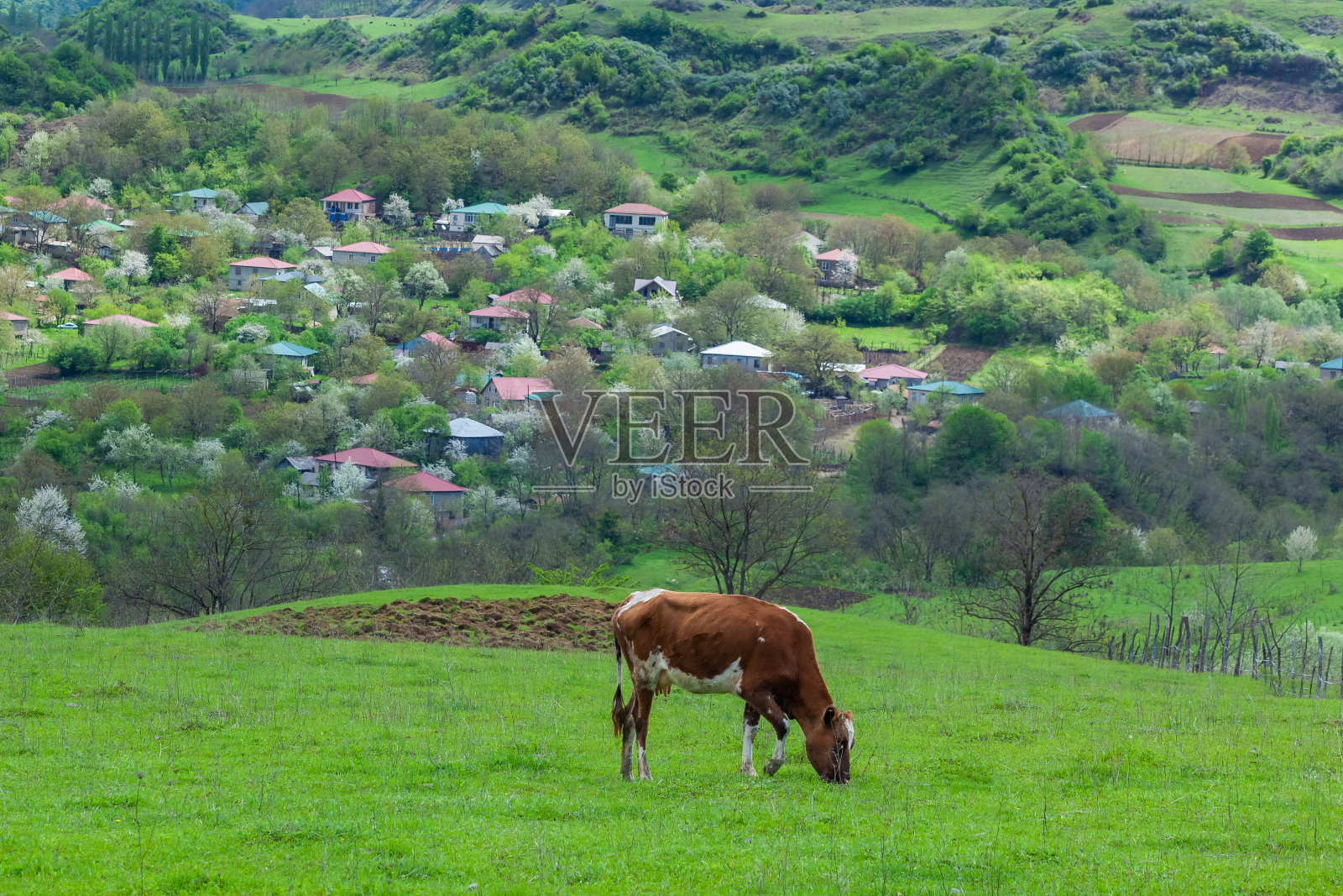 在牧场放牧的奶牛，在自然界，农业照片摄影图片