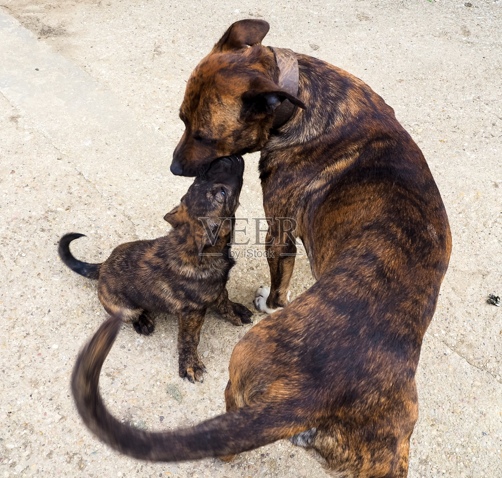 狗狗和小狗接吻照片摄影图片