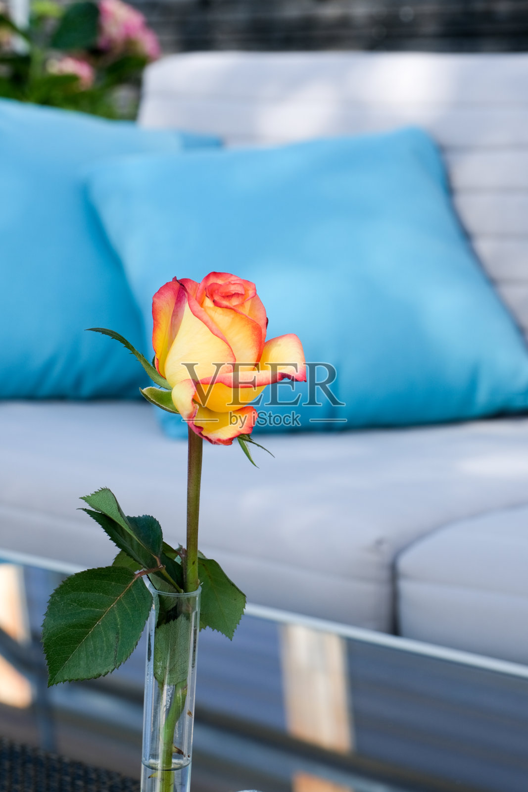 Singel红和黄玫瑰照片摄影图片